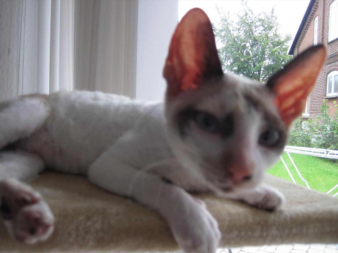 Cornish Rex Abby billede 3