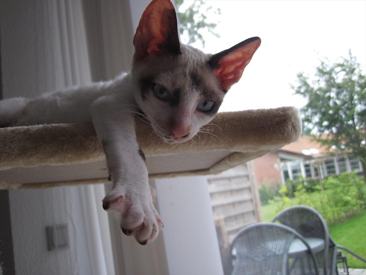 Cornish Rex Abby - Yndlings flade-ud stedet. billede 4