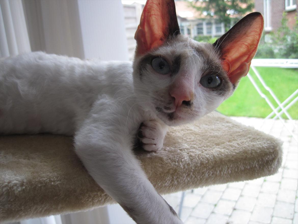 Cornish Rex Abby billede 5