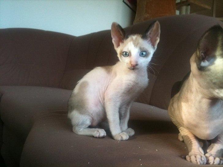 Cornish Rex Abby - Mini abby billede 6