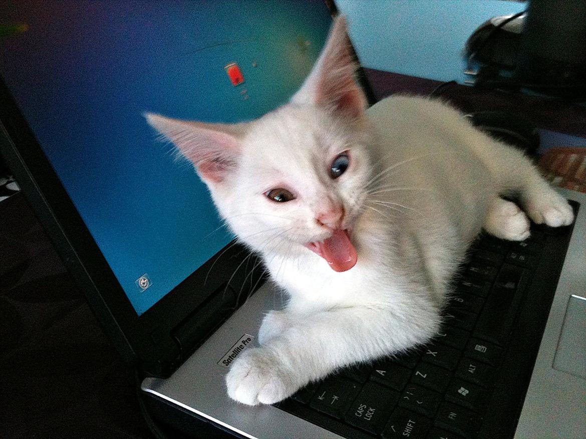 Blanding af racer Bo billede 3