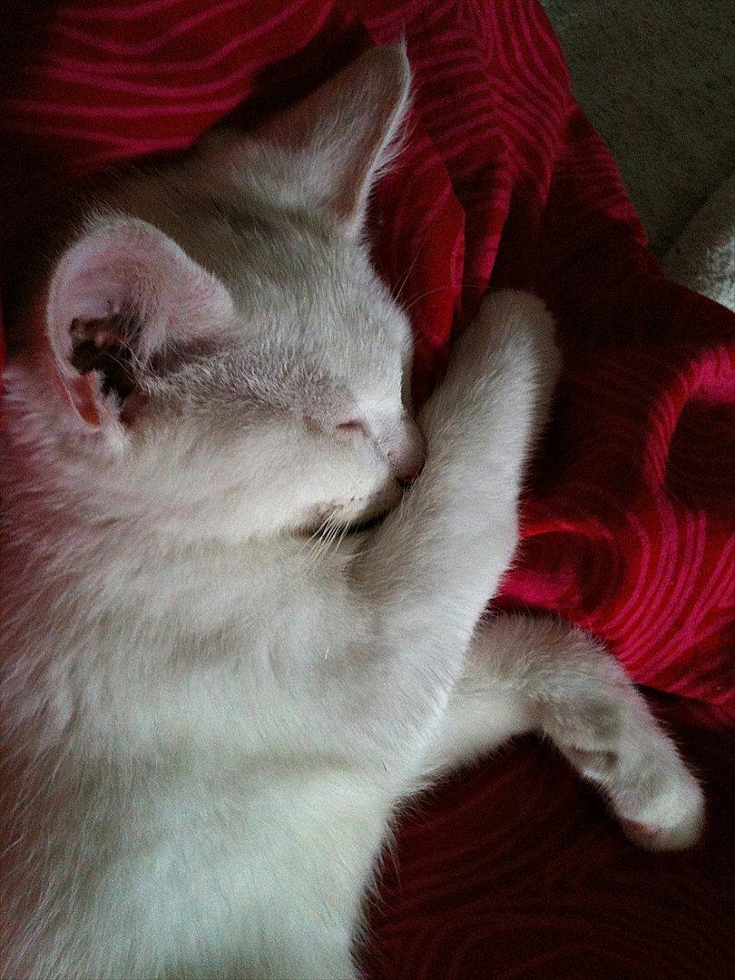 Blanding af racer Bo billede 1