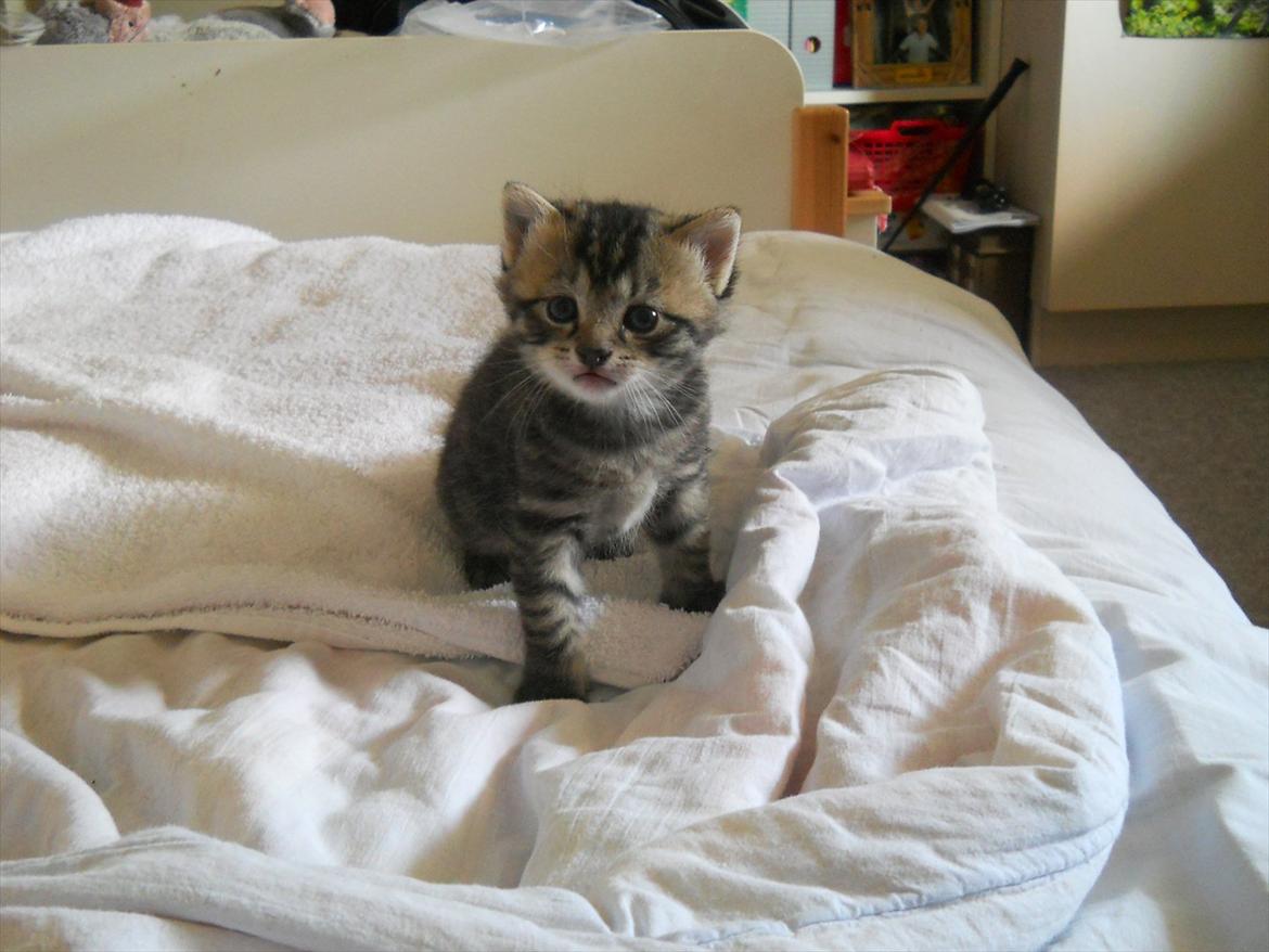 Huskat Lilly <3 - Hun ligger på min seng og ser så forvirret ud når jeg tager et billed. billede 1