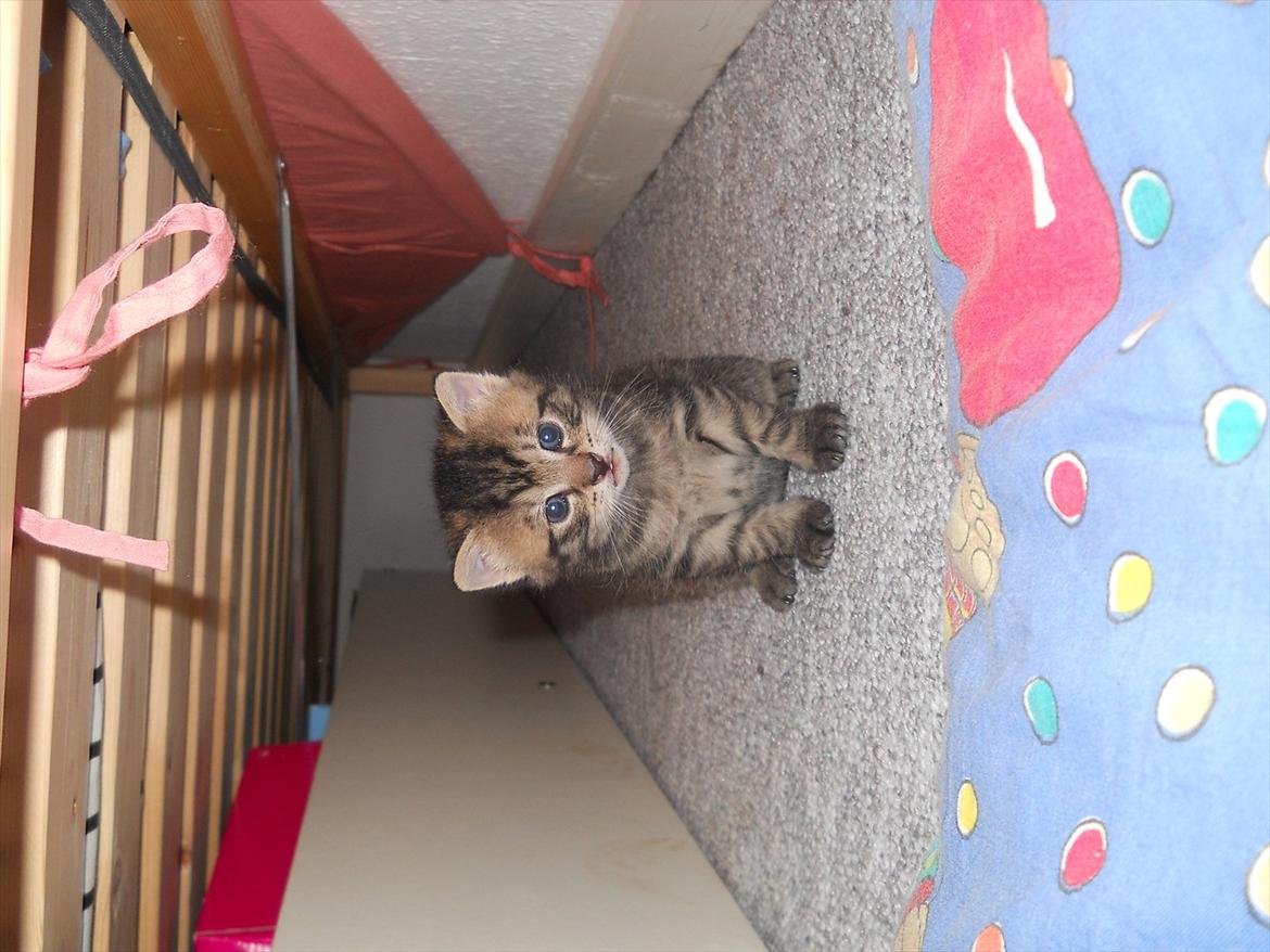 Huskat Lilly <3 - Hun gemmer sig under min seng! billede 2