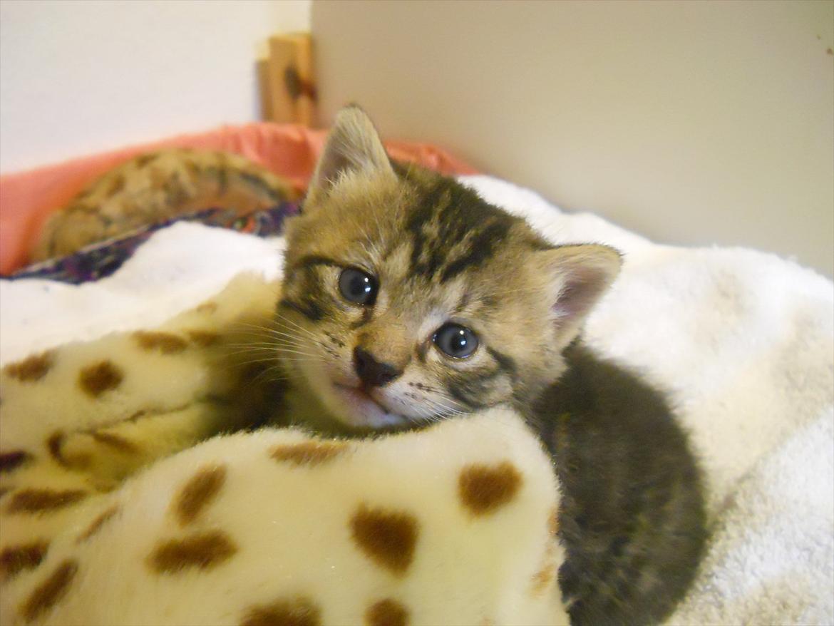 Huskat Lilly <3 - Er lige vundet. billede 3