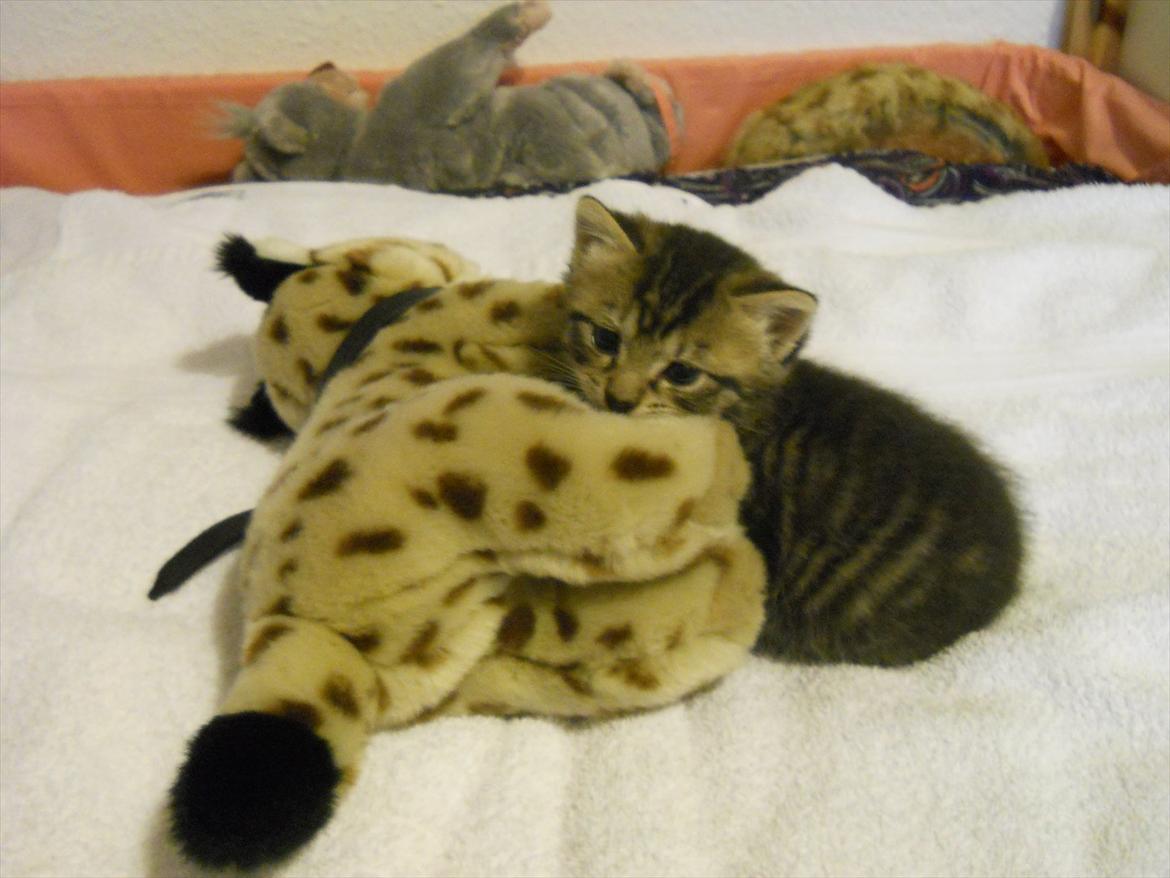 Huskat Lilly <3 - Lilly tror bamsen er hendes mor Bella <3 billede 4