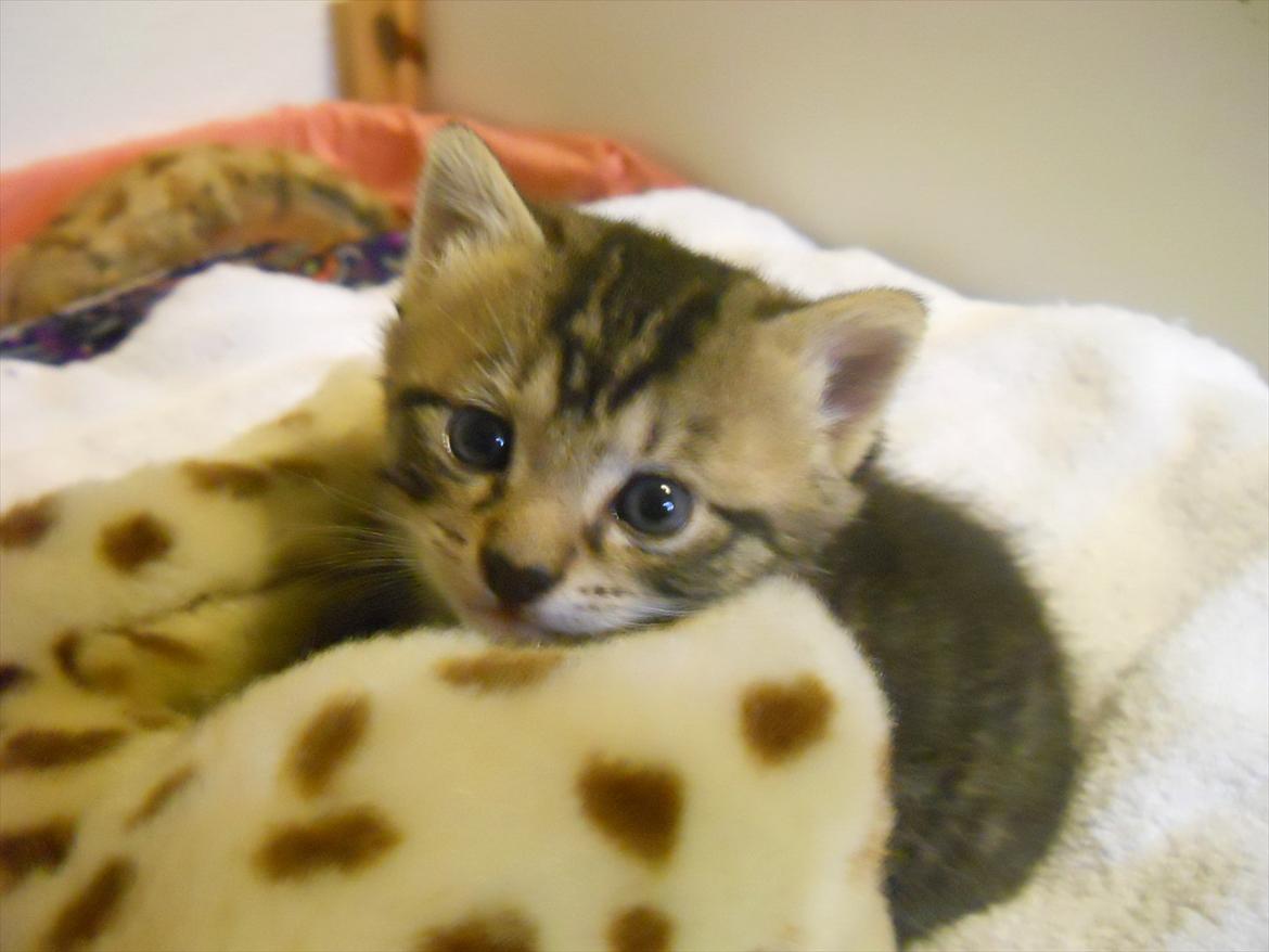 Huskat Lilly <3 - Hun hænger vist fast.. ej bare gas. billede 5