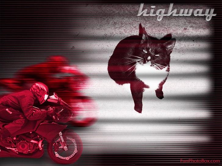 Huskat Sorte DØD billede 1