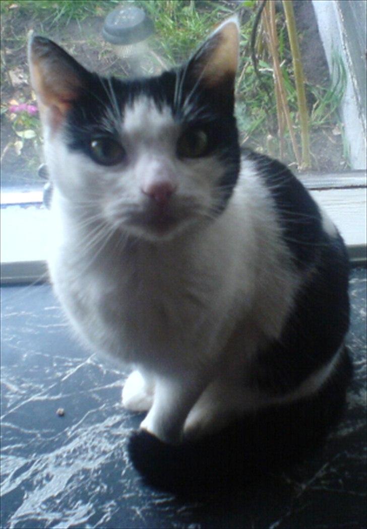 Huskat Sasha - Dejlige Sasha. <3 billede 12