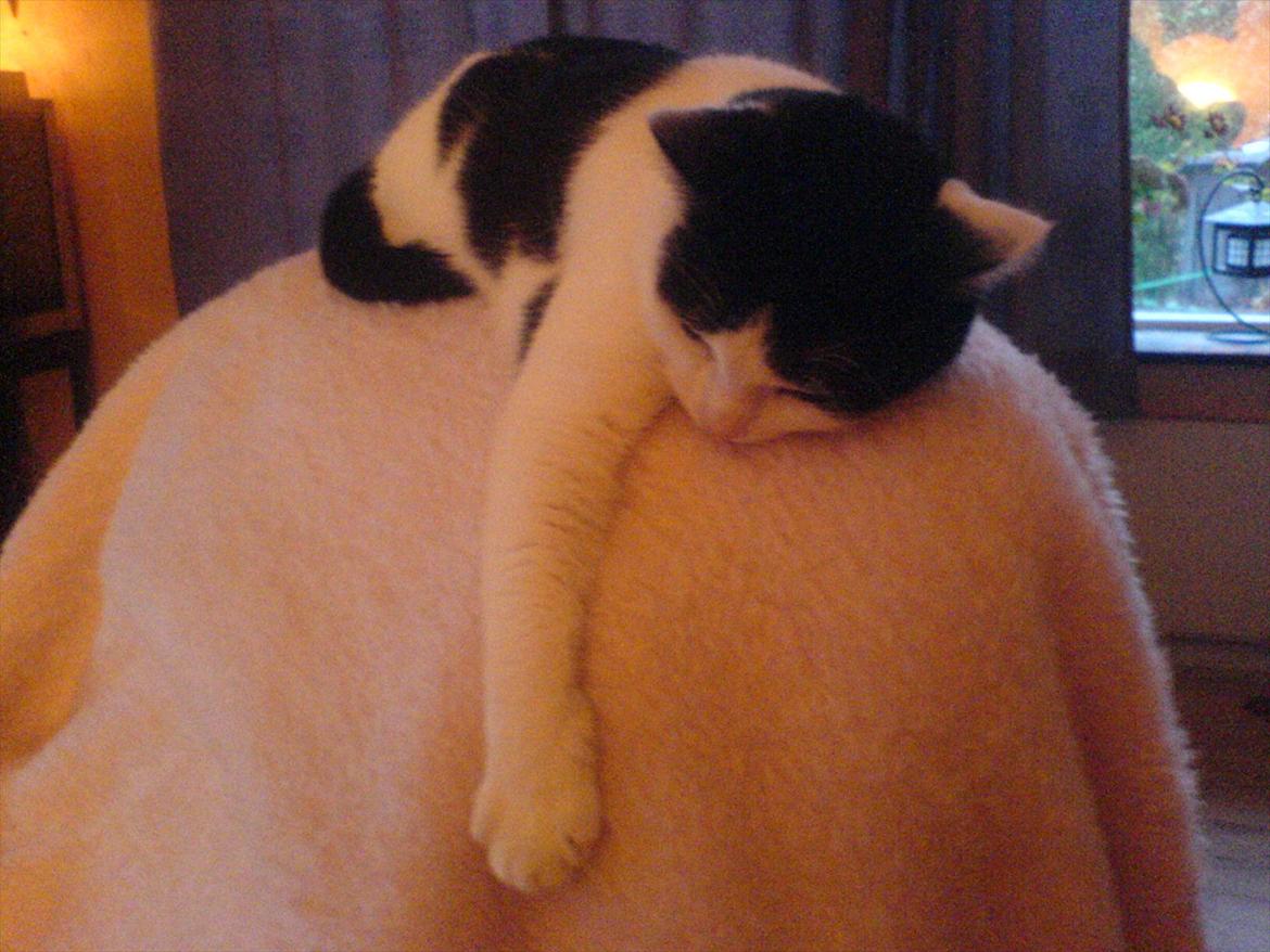 Huskat Sasha - Dejlige Sasha tager sig en lille lur. <3 billede 7