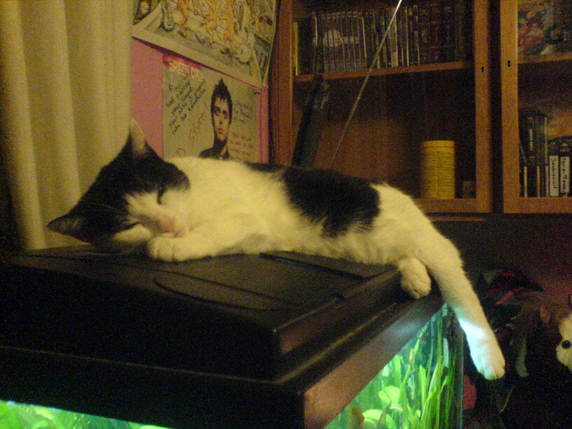 Huskat Sasha - Akvariet er dejlig varmt. ;) billede 9