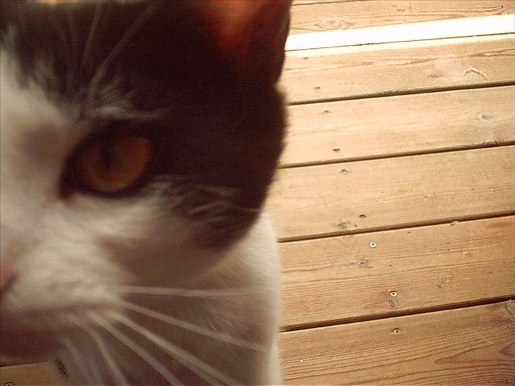 Huskat Sasha - Dejlige Sasha. <3 billede 16