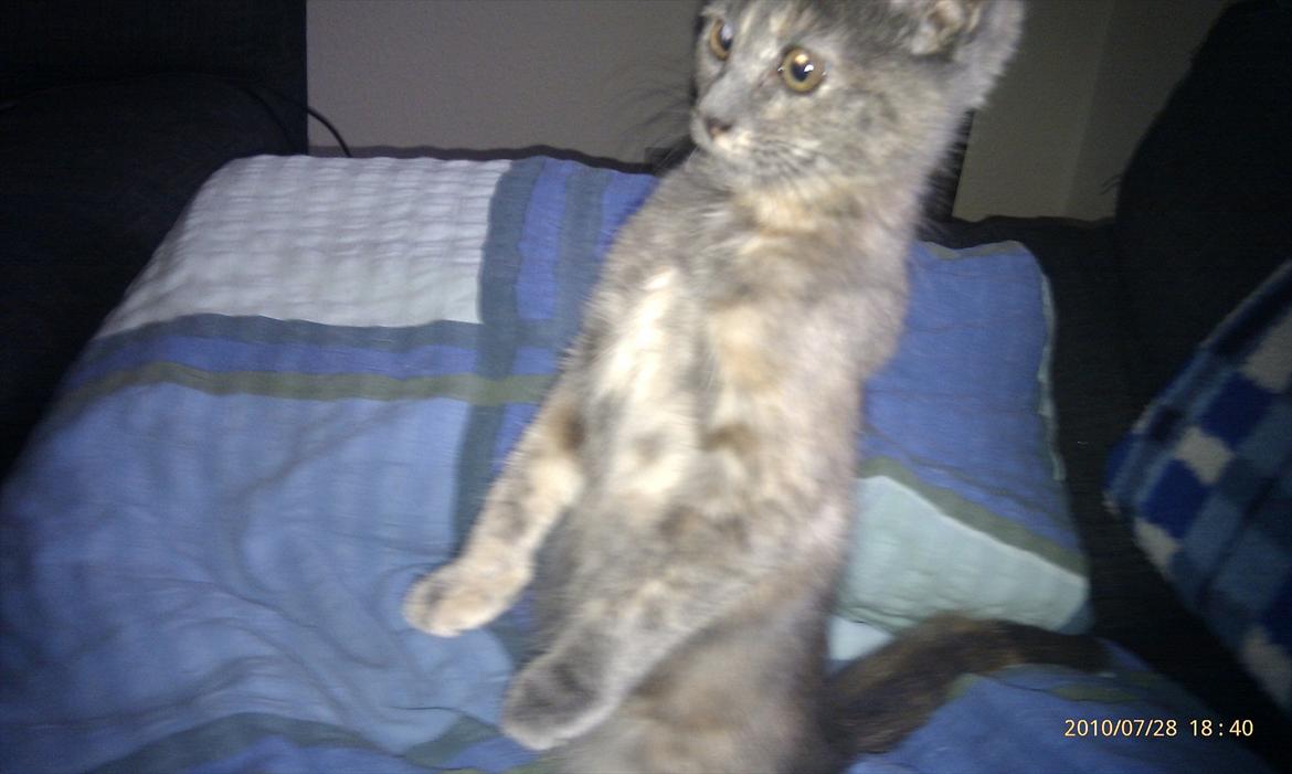 Blanding af racer Trunte - Hihi Jeg så fiin :D billede 1