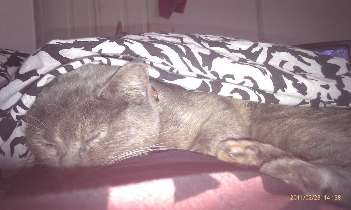 Blanding af racer Trunte billede 2