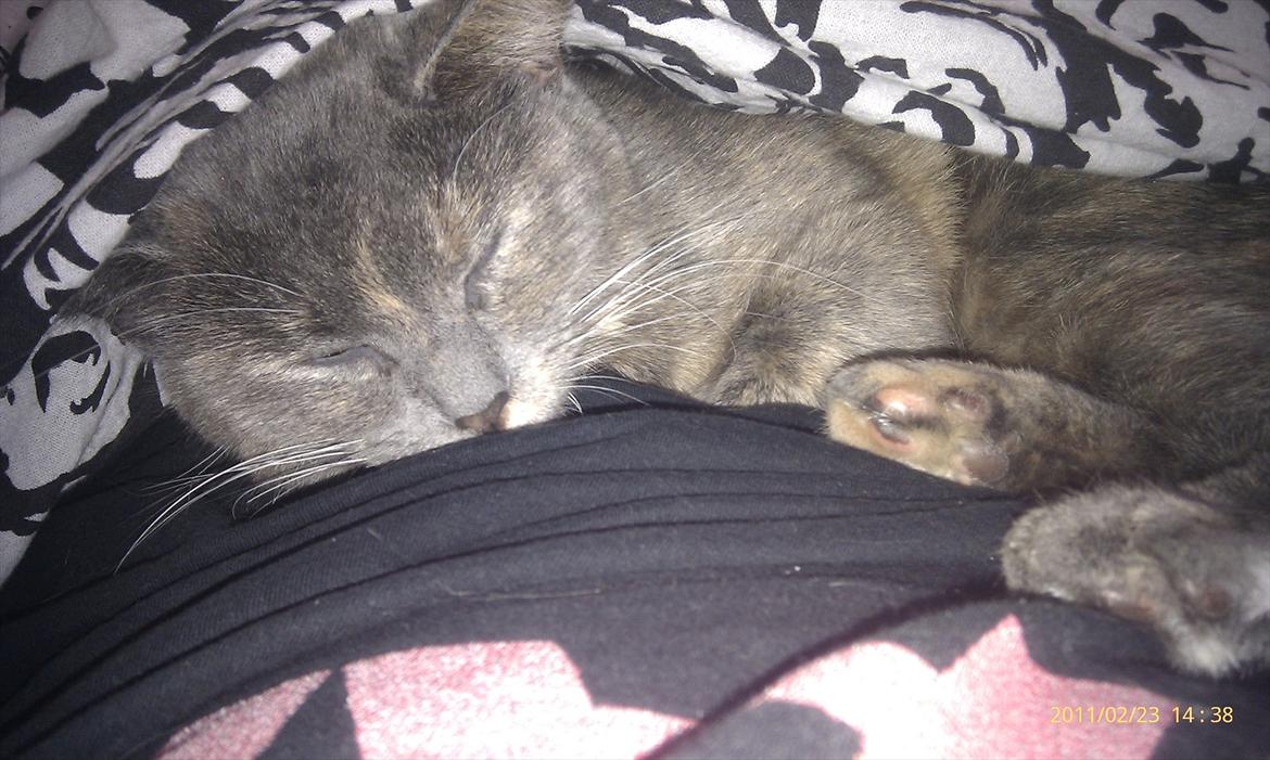 Blanding af racer Trunte billede 3