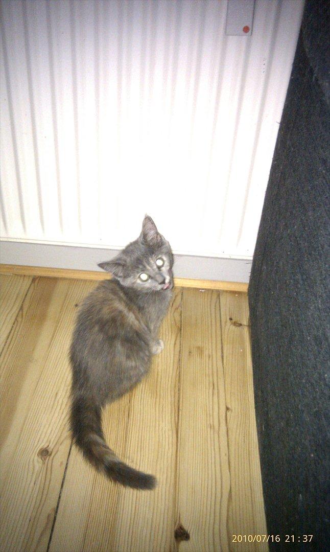 Blanding af racer Trunte billede 4