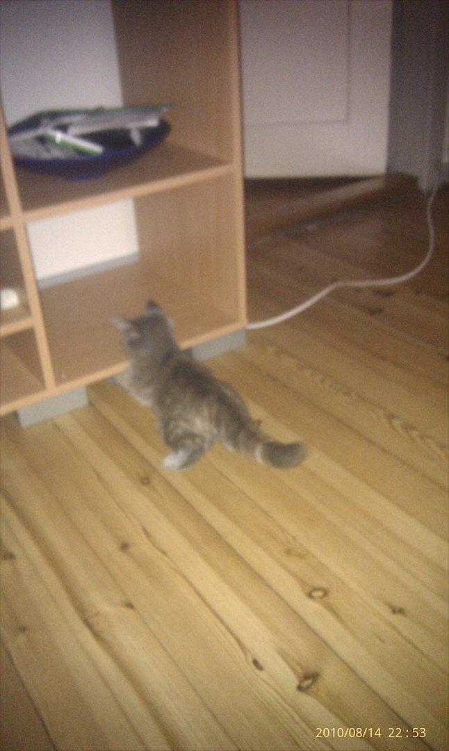 Blanding af racer Trunte billede 6