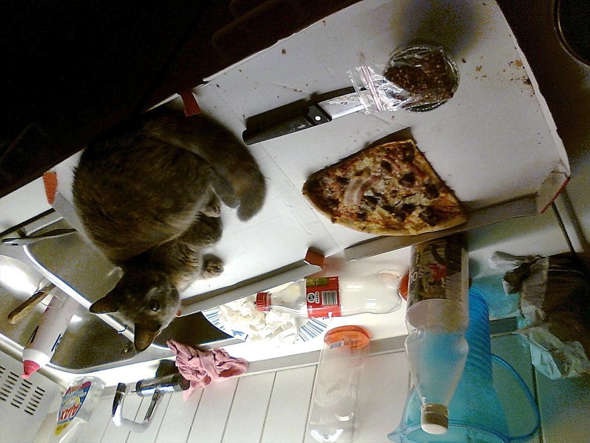 Blanding af racer Trunte - Hun er sød :i billede 7