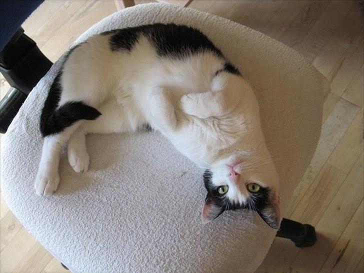 Huskat Sasha - På hovedet..? ;) billede 17