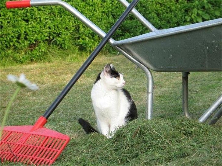 Huskat Sasha - Sasha laver havearbejde. ;) billede 2