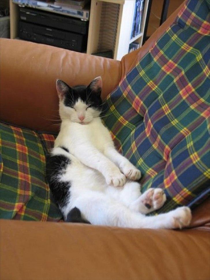 Huskat Sasha - Tager sig en lur.. :) billede 3