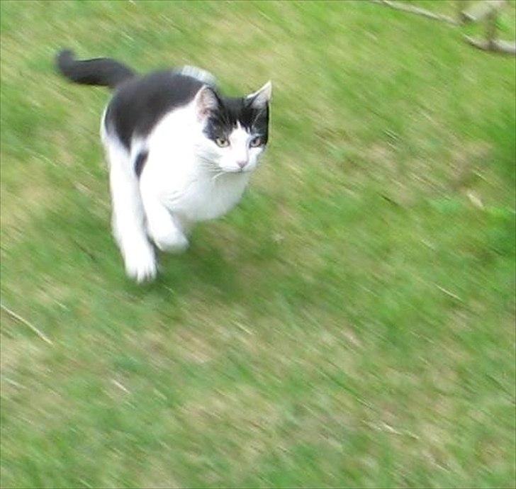 Huskat Sasha - Selv om man er lille kan man godt løbe stærkt. :) billede 4