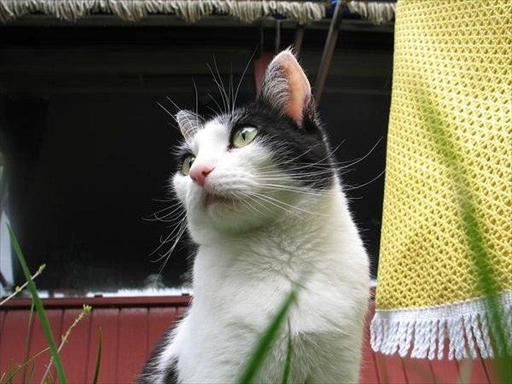 Huskat Sasha - Billedet 'Sasha In Grass' som er trykt i en amerikansk fotobog. ;) billede 1
