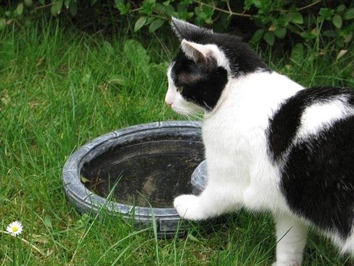 Huskat Sasha - En tår vand fra fuglebadet måske? billede 18