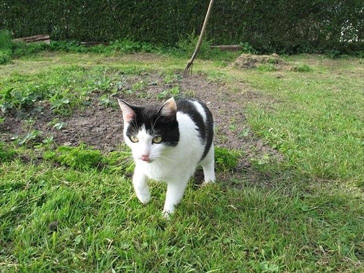 Huskat Sasha - Prinsasse slikker sig om munden.. :) billede 14