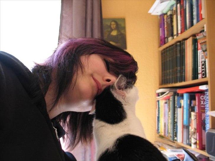 Huskat Sasha - En rigtig kattekrammer. <3 billede 5