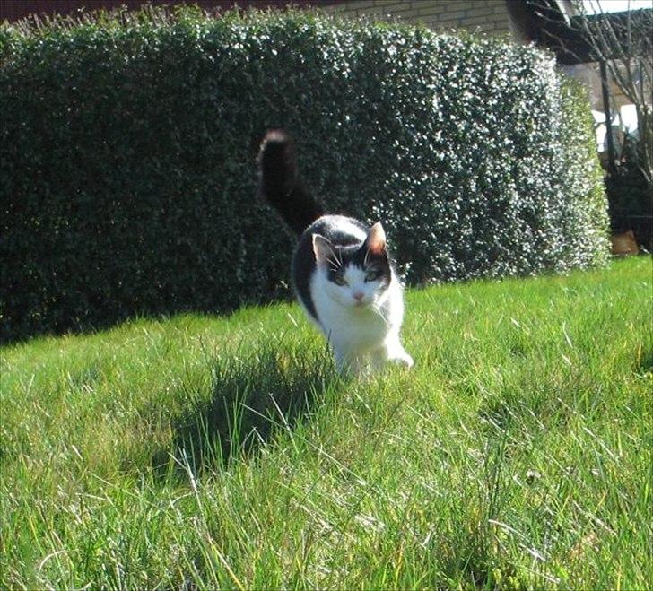 Huskat Sasha - Sasse kommer blæsende.. ;) billede 8