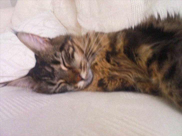 Maine Coon Pensylvania billede 1