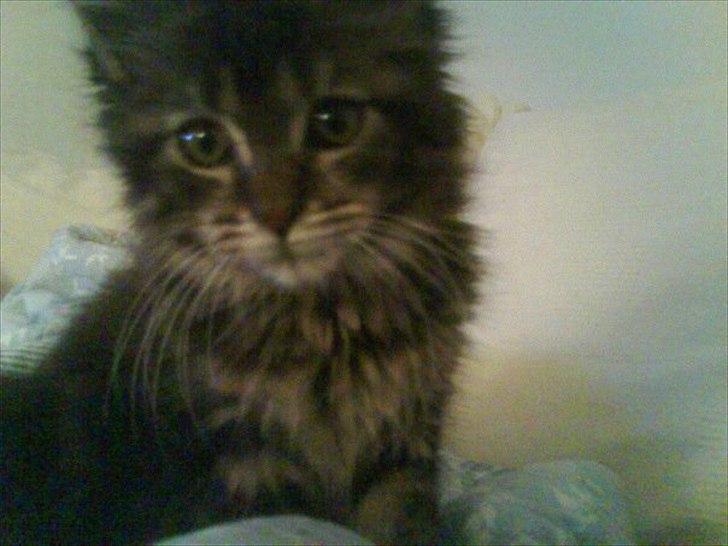 Maine Coon Pensylvania billede 2