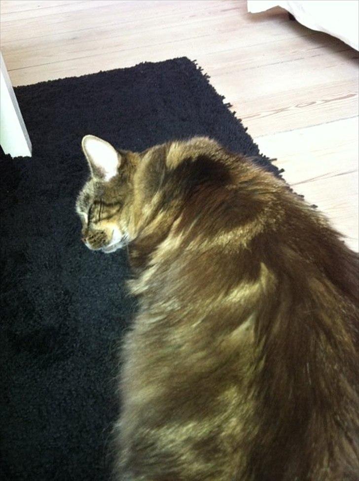 Maine Coon Pensylvania billede 4