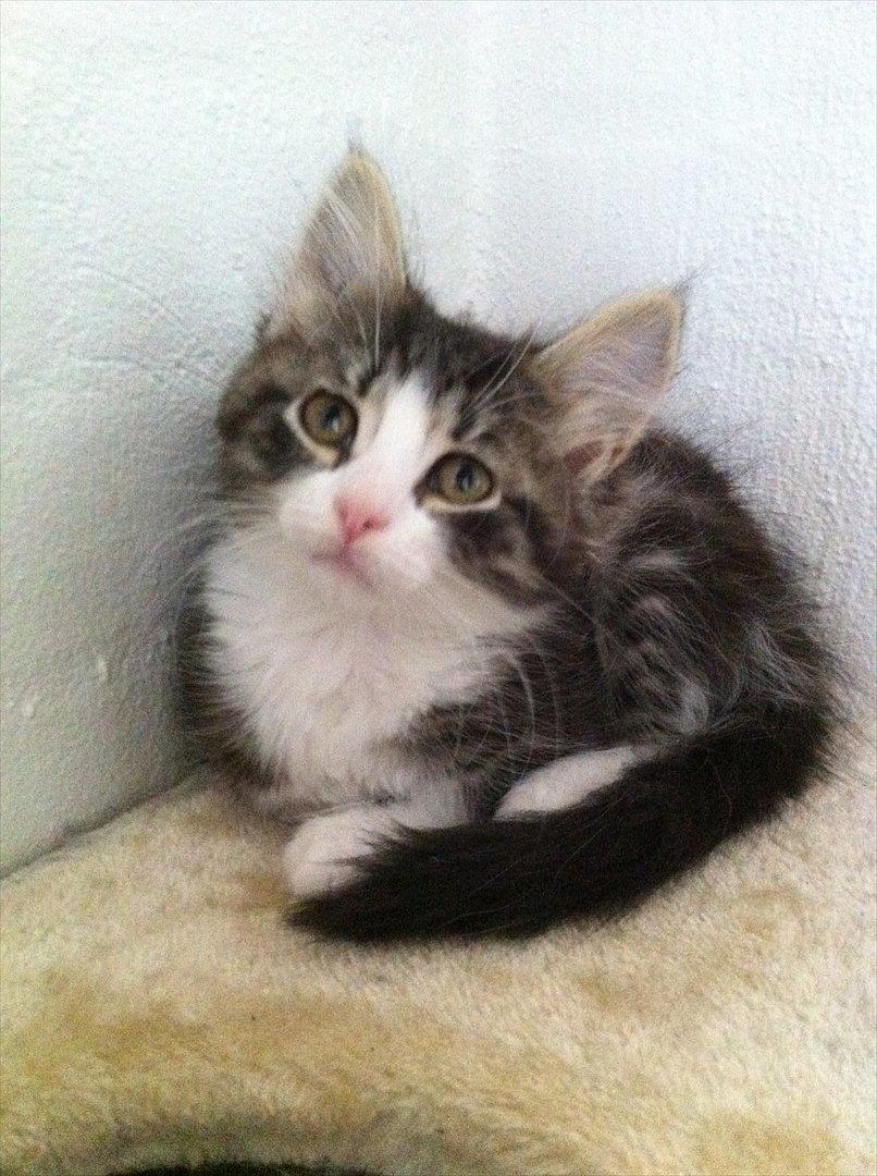 Sibirisk Kat DK Meldgaards Yana - Lille, smukke puttegris :-* billede 6