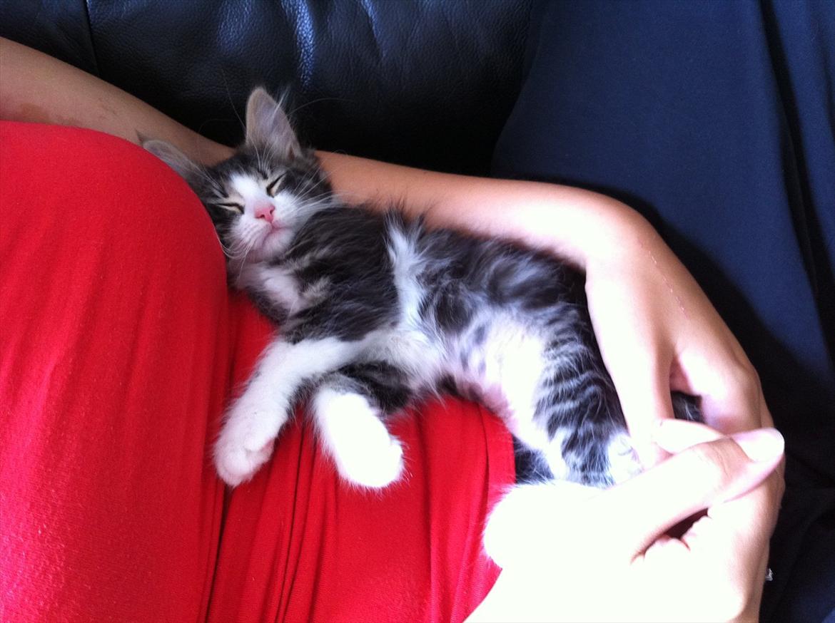 Sibirisk Kat DK Meldgaards Yana - Allerede efter et par timer i det nye hjem, så lå hun og sov på mig <3 billede 7