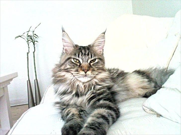 Maine Coon Fendi billede 1