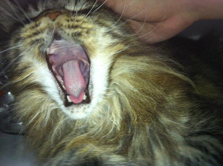 Maine Coon Fendi billede 2