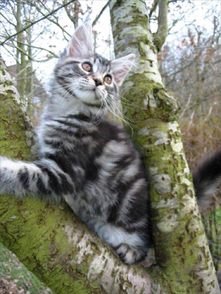 Maine Coon Fendi billede 3