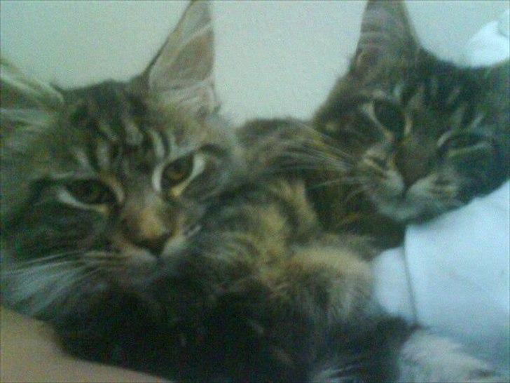 Maine Coon Fendi billede 4