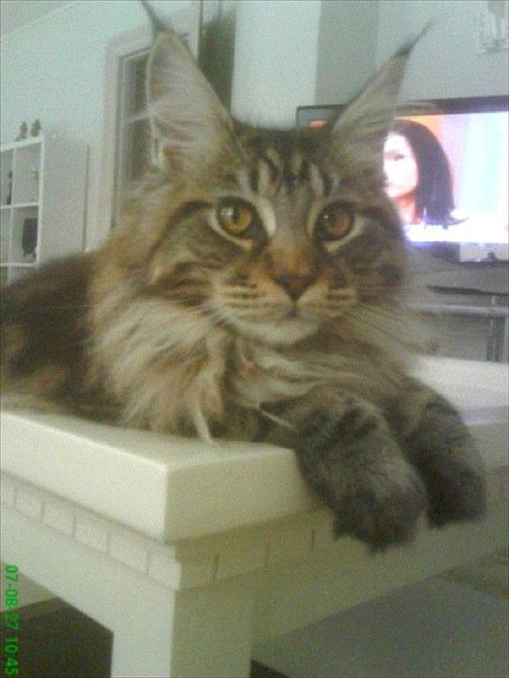 Maine Coon Fendi billede 5