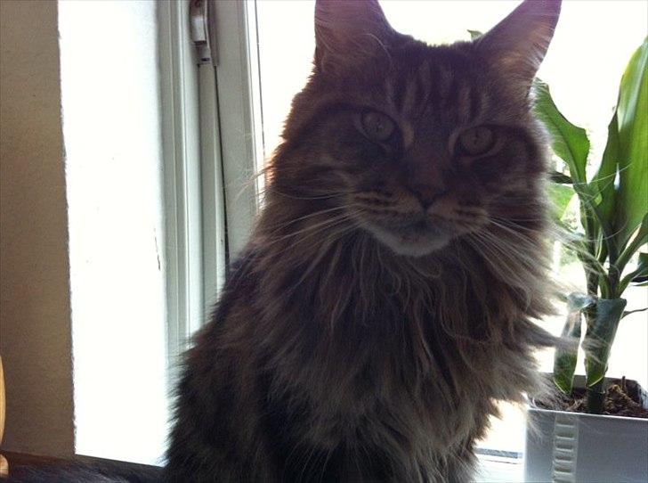 Maine Coon Fendi billede 7