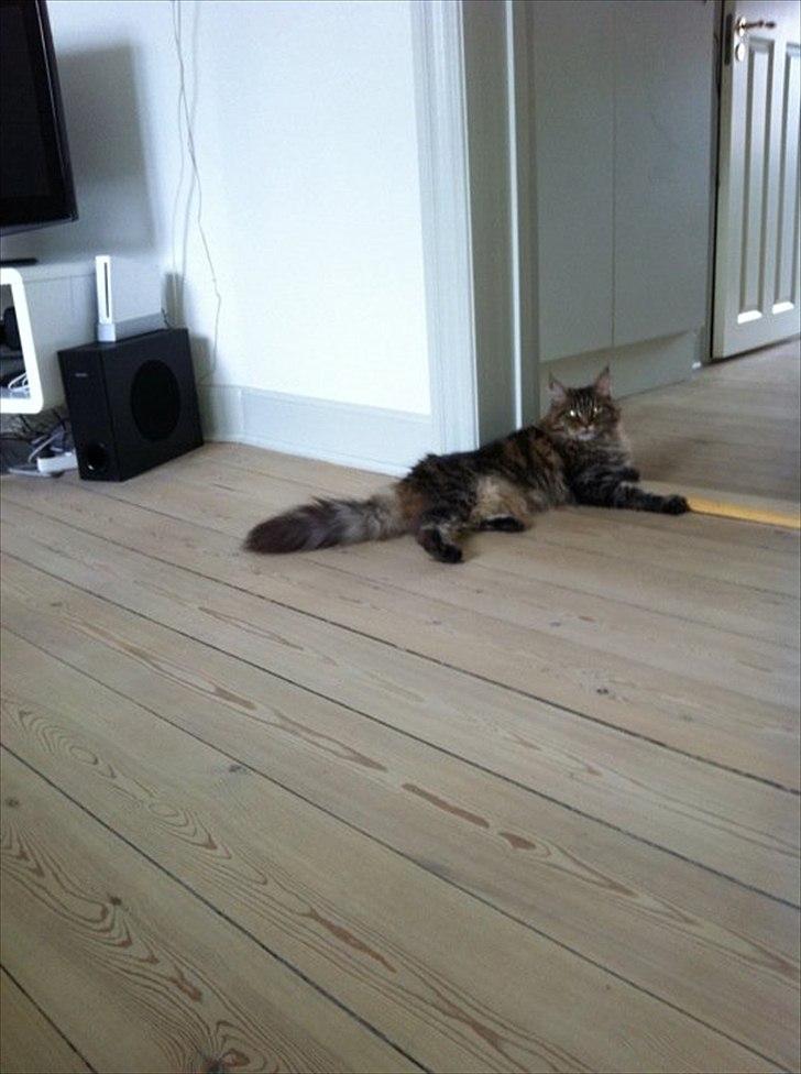 Maine Coon Fendi billede 8