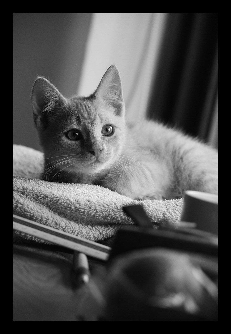 Huskat Louis † billede 4