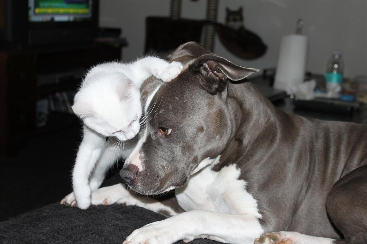 Huskat Tumle <3 Min drømme kat <3 Mit hjerte barn <3 - Lola skal vi ikke lege ?? Tumle jeg gider ikke lige nu ;) billede 16