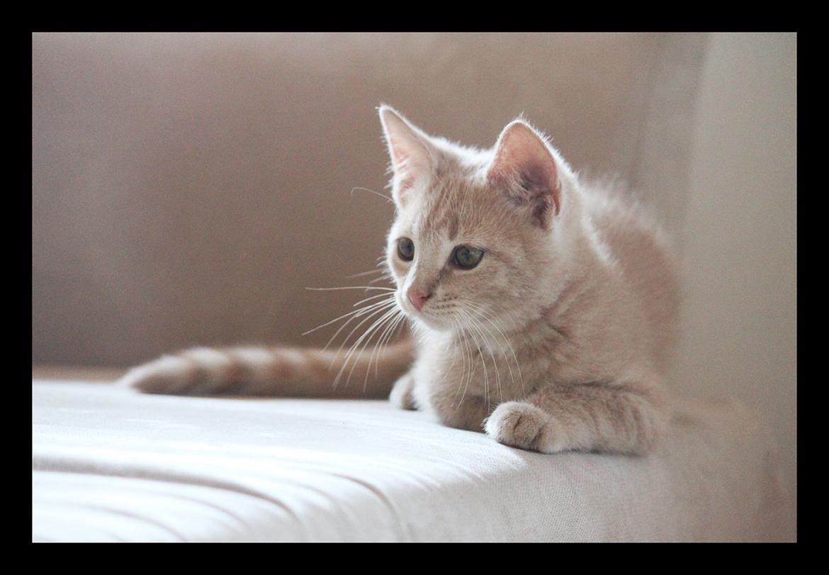 Huskat Louis † billede 5