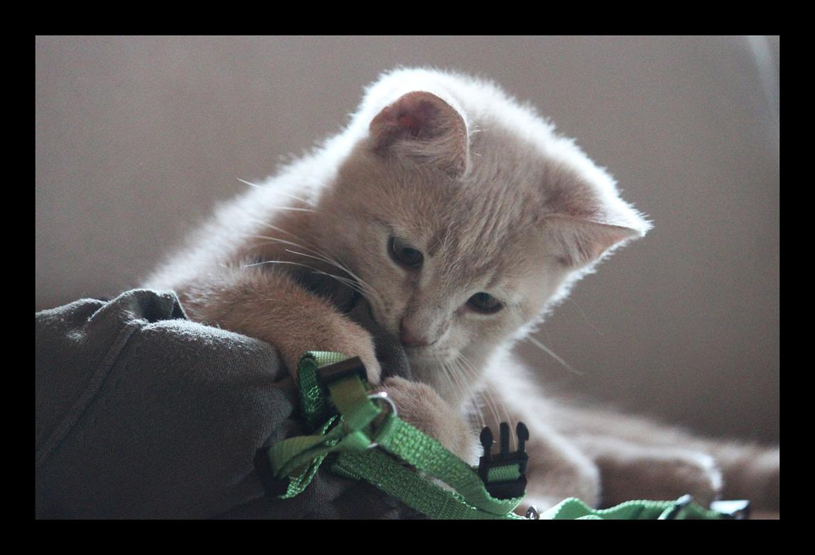 Huskat Louis † billede 6