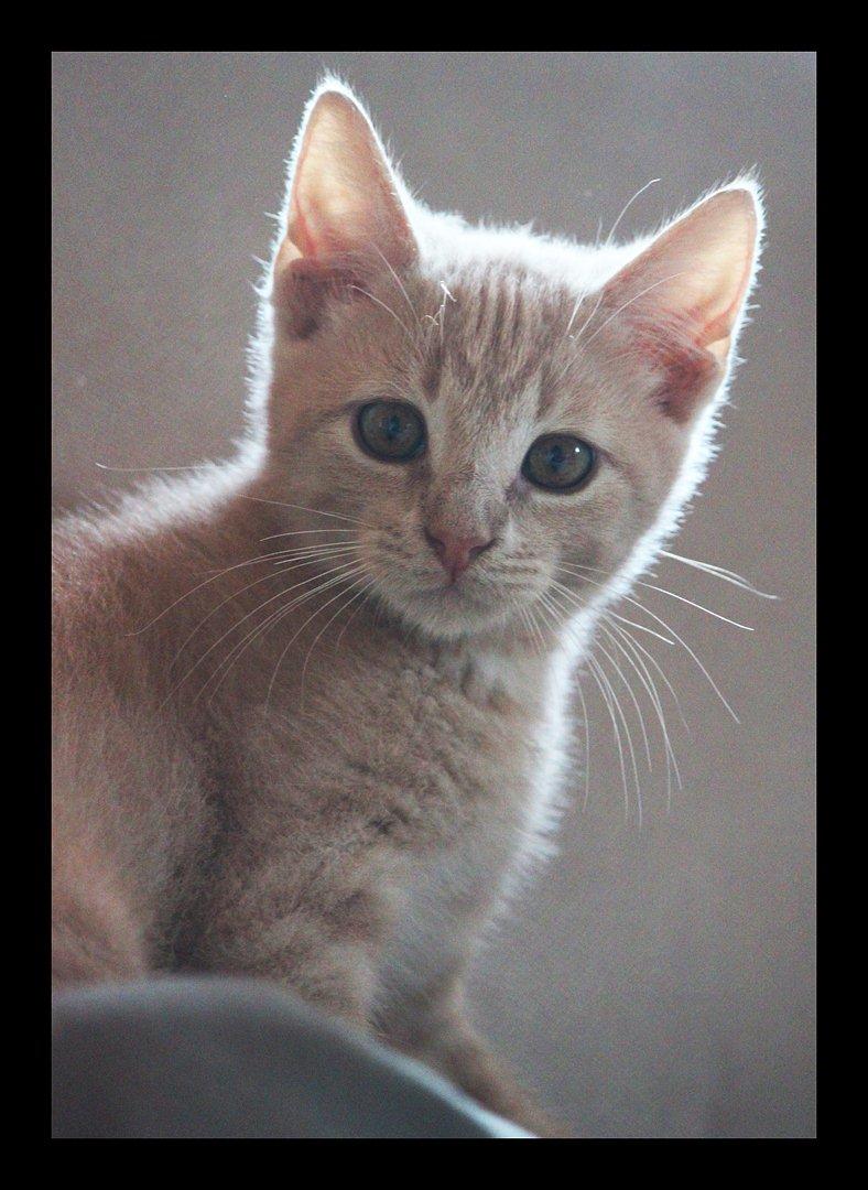 Huskat Louis † billede 7