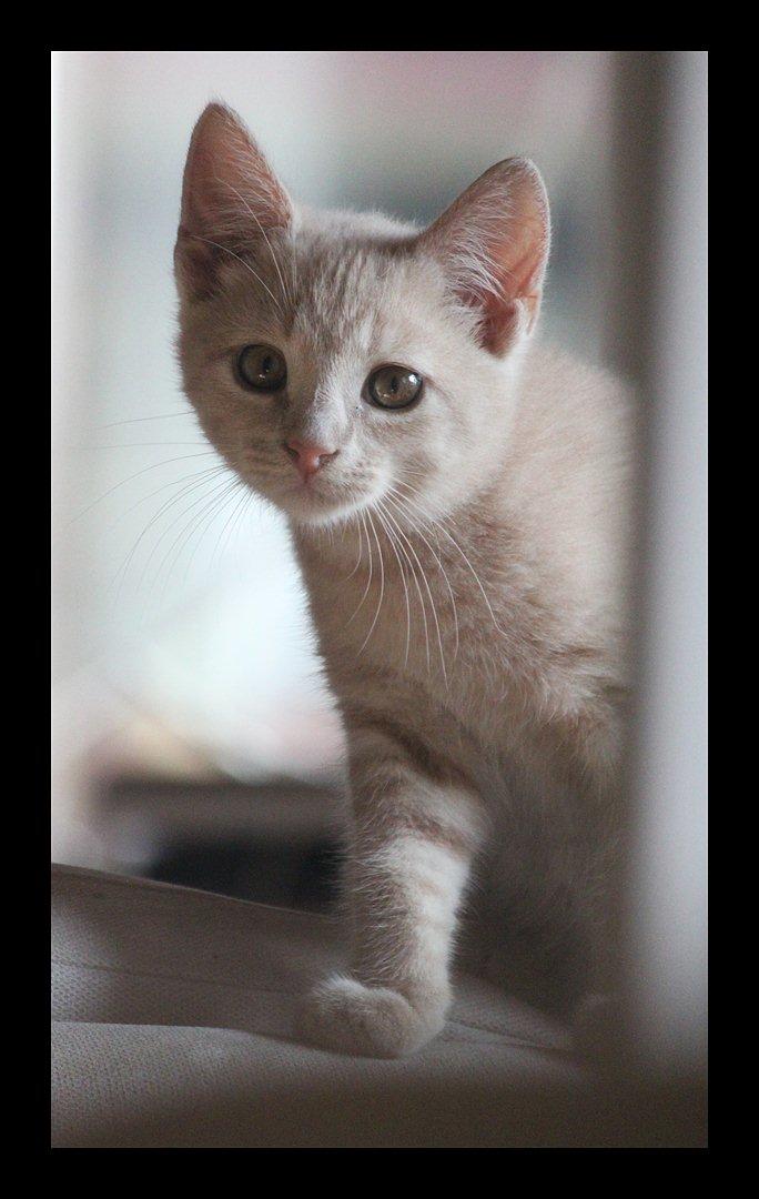 Huskat Louis † billede 9