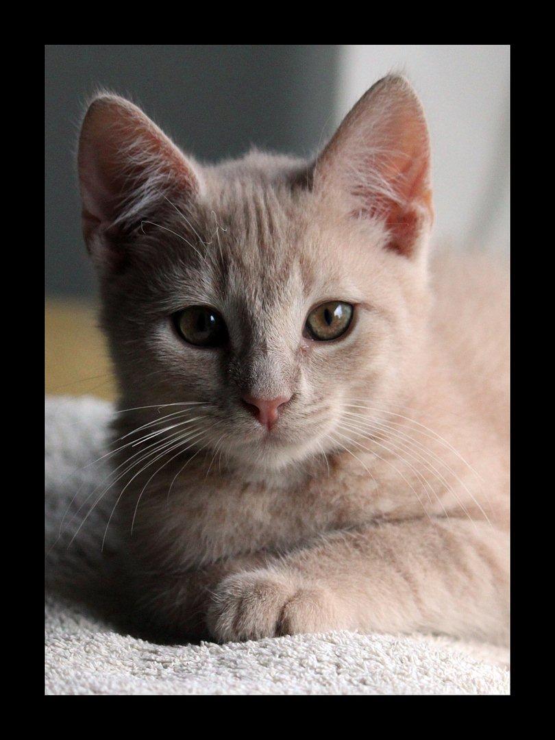 Huskat Louis † billede 11